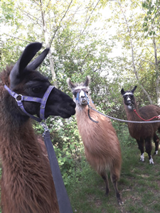 Bild von Knuffi (1)