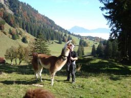 Lamatouren